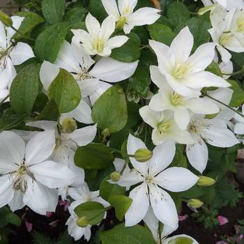 Клематис ‘Baby Star’ (Clematis ‘Baby Star’)